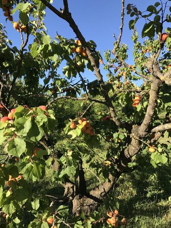 Agriturismo Ca Lunati Ξενοδοχείο Castelletto Mendosio Εξωτερικό φωτογραφία